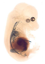 Embryo in UVA's Developmental Biology Lab