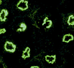 Cells of the immune system recognize the presence of foreign substances or of virally infected cells in UVA's Immunology, Virology and Molecular Pathogenesis lab.