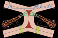 Biological membrane research in UVA'sMembrane Structure and Function lab.