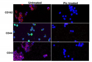 Fig 1 Effect of Class-2 SPATEs on leukocytes