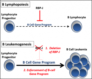 Defining a Tumor Suppressor Role of RBP-J in B Cell Progenitors