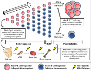 Role of Renin Progenitors in Hematopoiesis