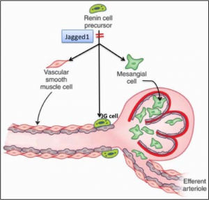 Jagged1 and Kidney Vascular Development 