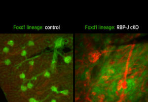 Project 1: The Role of RBP-J in lineage relationships in the kidney vasculature