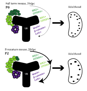 cap mesenchyme nephron number