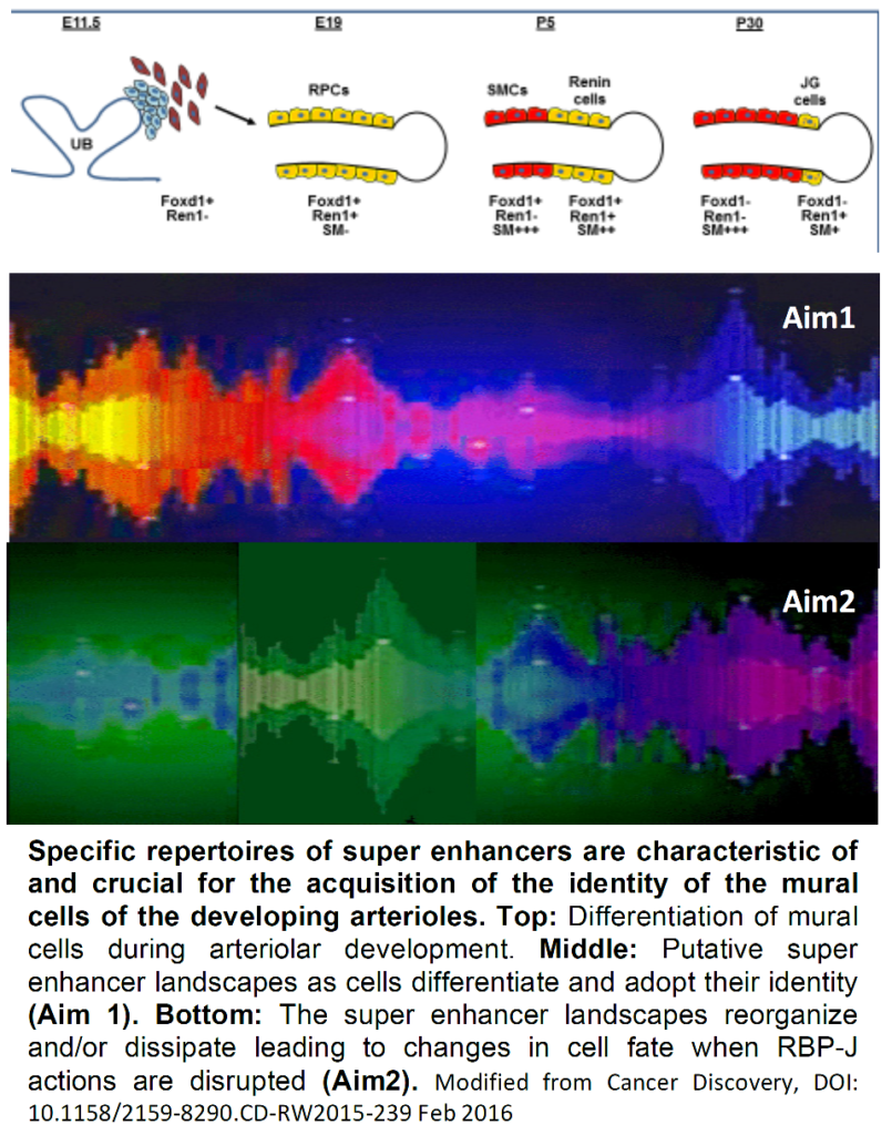 Diagram showing specific repertoires of super enhancers, characteristic of and crucial for the acquisition of the identity of the mural cells of the developing arterioles