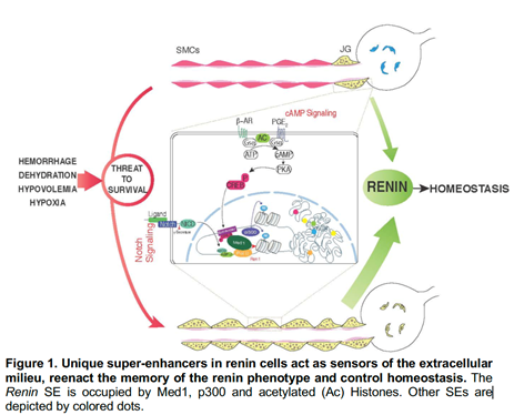 Diagram showing Unique super-enhancers in renin cells acting as sensors of the extra celluar milieu, re-enacting the memory of the main renin phenotype and control homeostasis